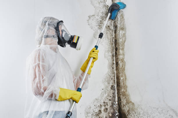Best Crawl Space Mold Removal  in Nowthen, MN