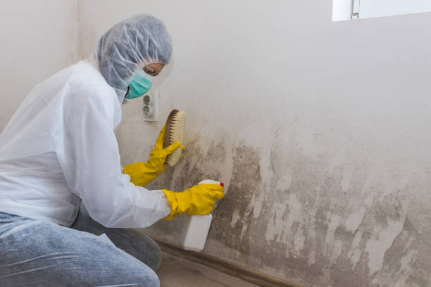 Professional Mold Removal in Nowthen, MN