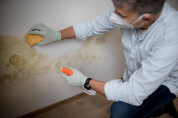 Best Mold Damage Repair  in Nowthen, MN