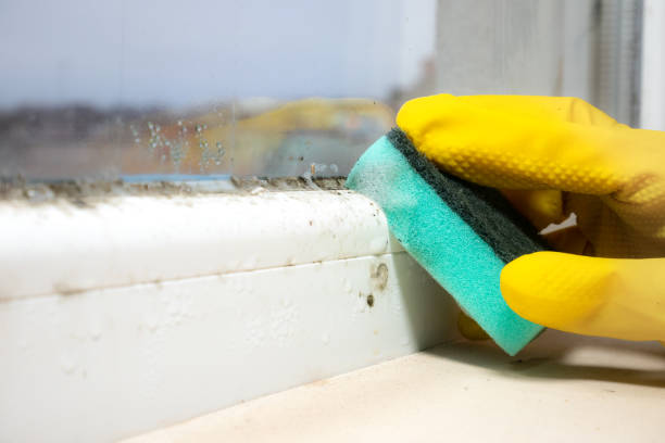 Best Mold Remediation  in Nowthen, MN