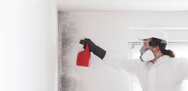 Best Fast Mold Removal  in Nowthen, MN