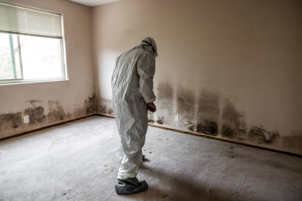 Best Attic Mold Removal  in Nowthen, MN