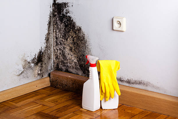 Best Best Mold Removal Companies  in Nowthen, MN