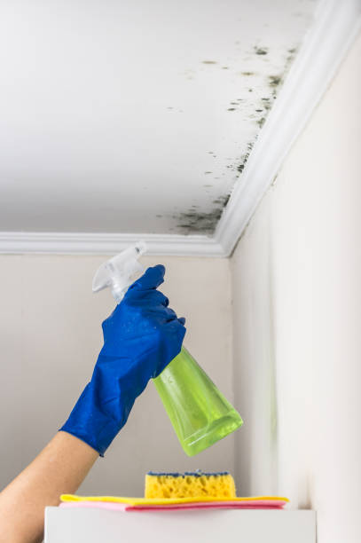 Best Best Mold Removal Companies  in Nowthen, MN