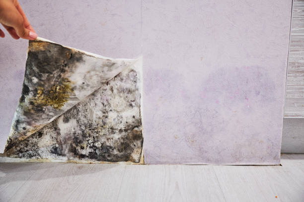 Best Residential Mold Removal  in Nowthen, MN